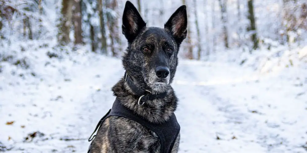 What Are the Best Dog Breeds for Lazy Owners?