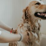 What First Aid Should You Provide for Your Dog?