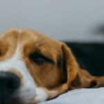 Are You Ready to Take a Canine First Aid Online Course?
