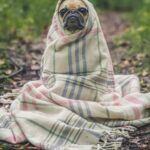 Looking to Become a Pet First Aid and CPR Instructor? What Training Is Required?