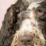 Where Can You Find the Best Dog Grooming Services in Auckland?