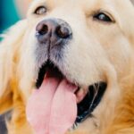 Where Can I Find the Best Dog Grooming Course in Toronto?