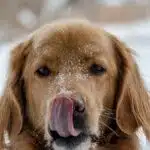 Do Dog Groomers Need a License?