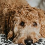 How Can You Find the Best Dog Grooming Services in Yucaipa?