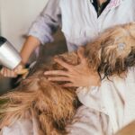 Is Dog Grooming a Good Career Choice?
