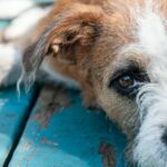 What Should You Tip Your Dog Groomer for Christmas?
