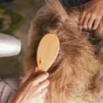 Is Dog Grooming in Georgetown Worth the Investment?