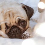What is the Best Dog Grooming Blow Dryer?