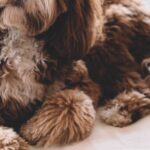 Are Dog Groomers in High Demand?