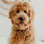 What Are the Best Dog Grooming Clippers in the UK?