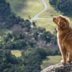 What to Expect During a Therapy Dog Evaluation?