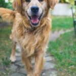 What Are the Best Dog Training Videos?