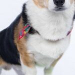 How Can I Become a Dog Trainer Near Me?