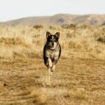 What Are the Best Dog Training Options in Wichita, KS?