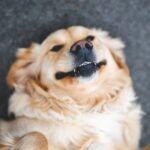 How Can I Train My Dog to Use a Pee Pad?