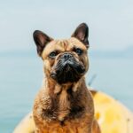 What is the Best Dog Training App for iPhone Users?