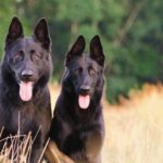 What is the Best Dog Training App for You and Your Dog?