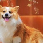 Where Can You Find the Best Dog Training in Fredericton?