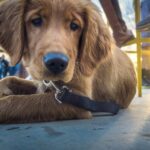 What Are the Best Dog Training Options in Omaha?