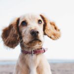 What is the Best Dog Training in CT?