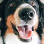 What Are the Best Dog Training Programs in Louisville, KY?