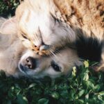 Can Will Athertons Dog Training Really Help Your Furry Friend?