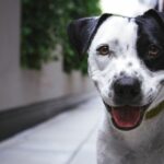 What Are the Best Dog Training Programs in Perth?