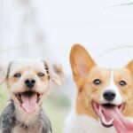 What Are the Best Dog Training Options in Wilmington, NC?