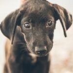 What Are the Best Dog Training Options in Rochester, NY?