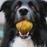How Can I Become a Dog Trainer in Canada?