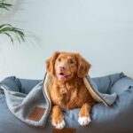 What Are the Different Types of Dog Training Available?