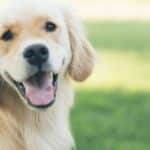 What is the Best Dog Training Guide on Reddit?