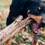 What is the Best Dog Training in Dallas?
