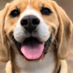 Can You Create Your Own Do It Yourself Dog Training Guide?