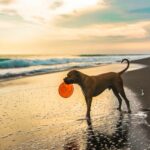 What is the Best Dog Training in NYC?