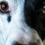 Do Dog Training Whistles Really Work?
