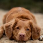 What is the Best Dog Training Podcast?