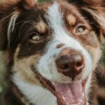 What Are the Best Dog Training Options on the Gold Coast?