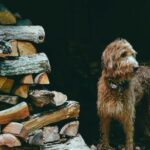 Do You Need Dog Travel Papers for Your Next Trip?