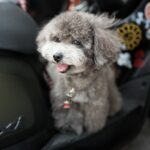 How Can You Make Traveling with Your Dog Easier?