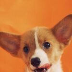 Do You Need a Dog Travel Passport for Your Next Trip?