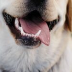 What Size Dog Is Allowed to Travel in the Cabin? A Guide to Dog Travel Regulations
