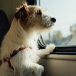 Is a Dog Travel Agency Right for You and Your Pooch?
