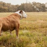 What Size Dog Can Fly on an Airplane? A Comprehensive Guide for Dog Travelers