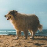 Can Dogs Fly Internationally? What You Need to Know About Taking Your Dog Abroad on a Plane
