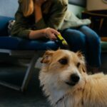 What Are the Best Dog Travel Sickness Tablets?