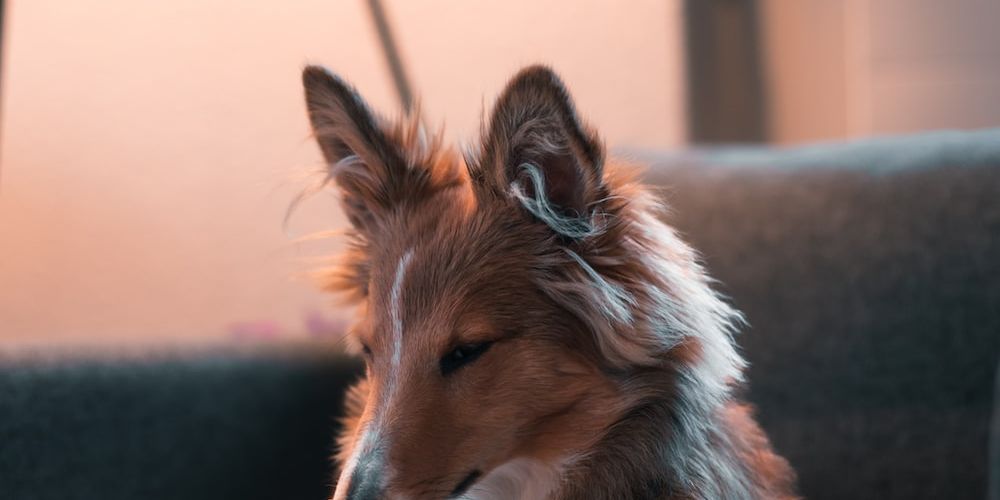 How Can You Accurately Measure Your Dog for a Travel Carrier?