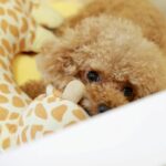 What Are the Best Large Dog Beds for Your Furry Friend?