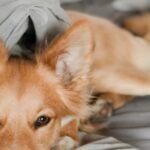 What Materials Are Used to Make Dog Beds?