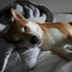 Do Dog Calming Beds Really Work?